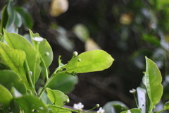 Ilex pedunculosa