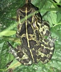 Sclerophrys pantherina