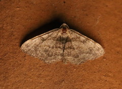 Digrammia gnophosaria