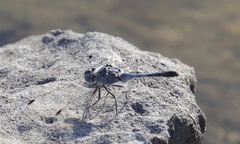 Diplacodes trivialis