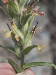 Castilleja applegatei pinetorum