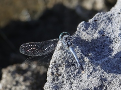 Diplacodes trivialis