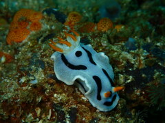 Chromodoris alcalai
