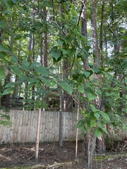 Celtis tenuifolia