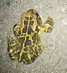 Sclerophrys pantherina