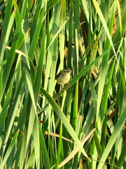 Acrocephalus schoenobaenus