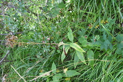 Saussurea parviflora