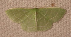 Synchlora aerata