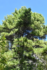 Pinus sibirica