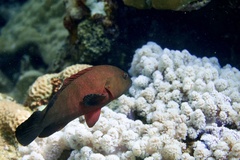 Cephalopholis nigripinnis