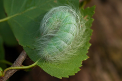 Acronicta leporina