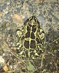 Sclerophrys pantherina