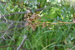 Saussurea parviflora