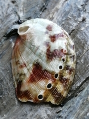 Haliotis tuberculata