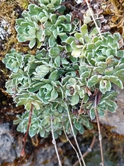 Saxifraga paniculata