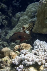 Cephalopholis nigripinnis