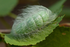Acronicta leporina