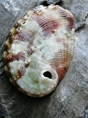 Haliotis tuberculata