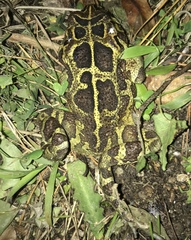 Sclerophrys pantherina