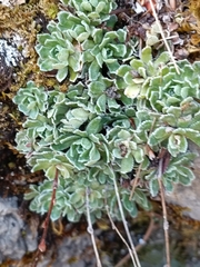 Saxifraga paniculata