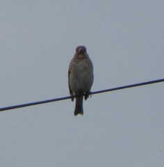 Carpodacus erythrinus