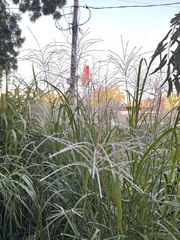 Miscanthus sinensis