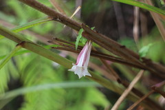 Tripterospermum luzonense