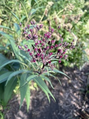 Vernonia gigantea