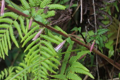 Tripterospermum luzonense