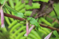 Tripterospermum luzonense