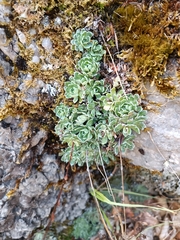 Saxifraga paniculata