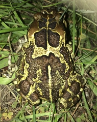 Sclerophrys pantherina