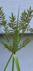 Cyperus erythrorhizos