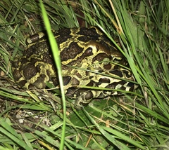 Sclerophrys pantherina