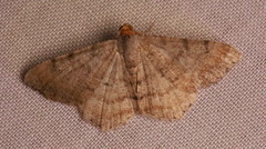 Macaria minorata
