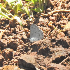 Celastrina lavendularis