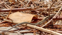 Podarcis liolepis