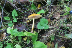 Pluteus leoninus