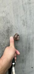 Helix lucorum