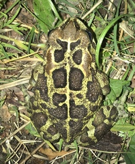 Sclerophrys pantherina