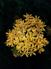 Packera sanguisorbae