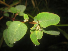 Colignonia