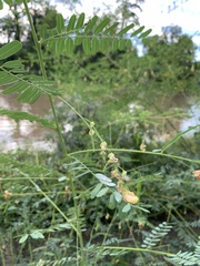 Sesbania vesicaria