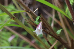 Tripterospermum luzonense