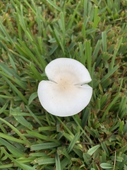 Leucocoprinus fragilissimus
