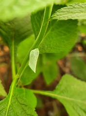 Flatidae