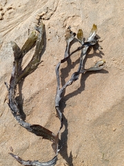 Fucus serratus