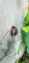 Helix lucorum