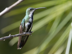 Anthracothorax nigricollis