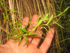 Gentianella